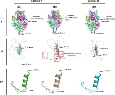 Immune escaping of the novel genotypes of human respiratory syncytial virus based on gene sequence variation